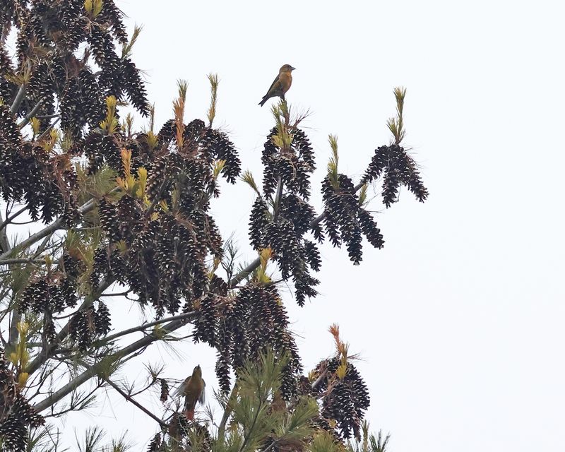Red Crossbills - Loxia curvirostra
