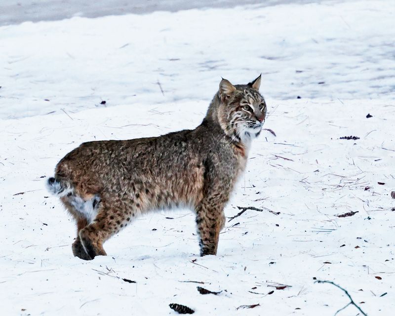  Bobcat - Lynx rufus