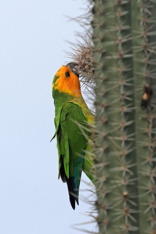 Brown-throated Parakeet - Eupsittula pertinax