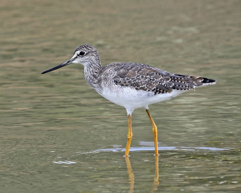  Greater Yellowlegs - Tringa melanoleuca