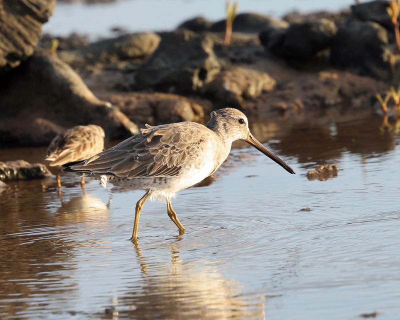  Short-billed Dowitcher - Limnodromus griseus