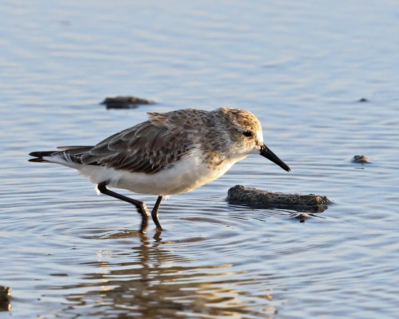  Semipalmated Sandpiper - Calidris pusilla