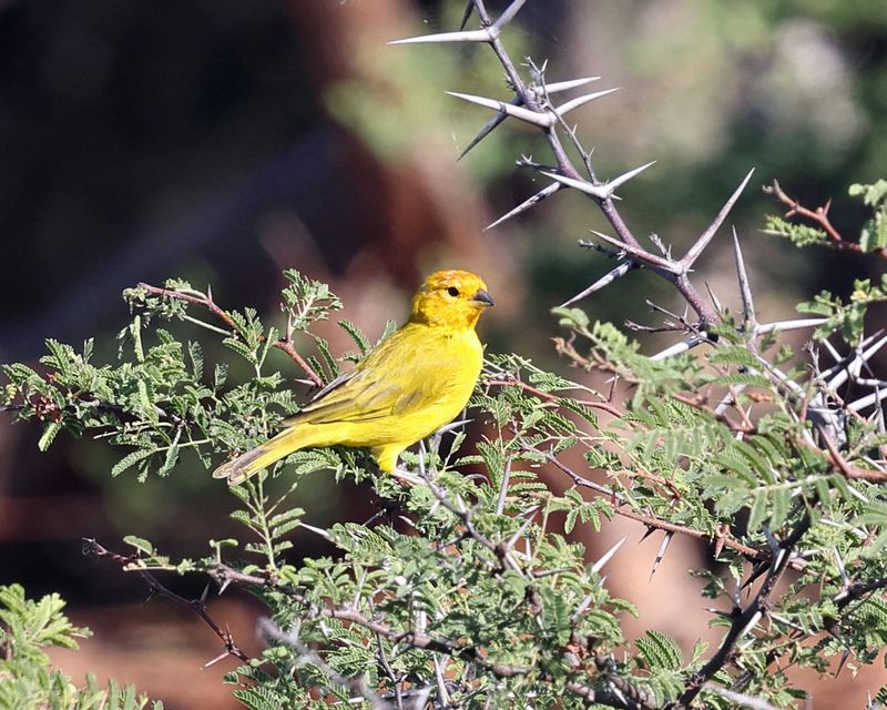  Saffron Finch - Sicalis flaveola