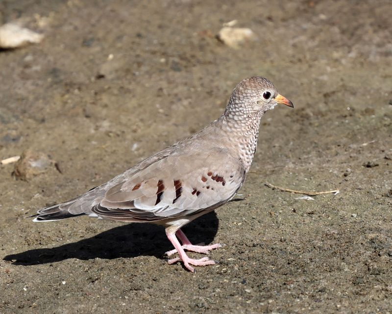  Common Ground Dove - Columbina passerina