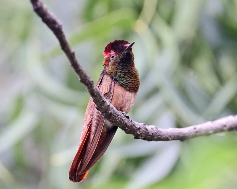 Ruby-topaz Hummingbird - Chrysolampis mosquitus