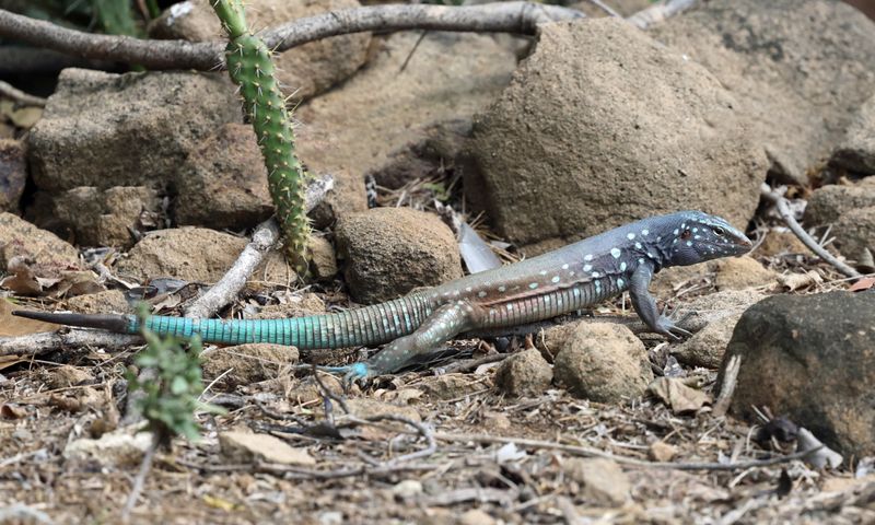  Bonaire Whiptail - Cnemidophorus ruthveni 