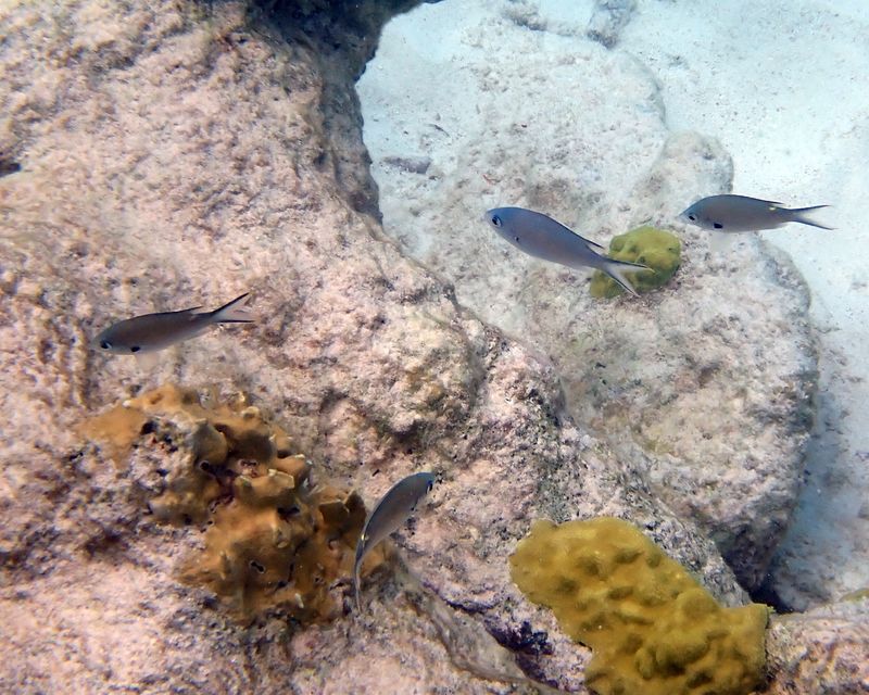 Brown Chromis - Azurina multilineata