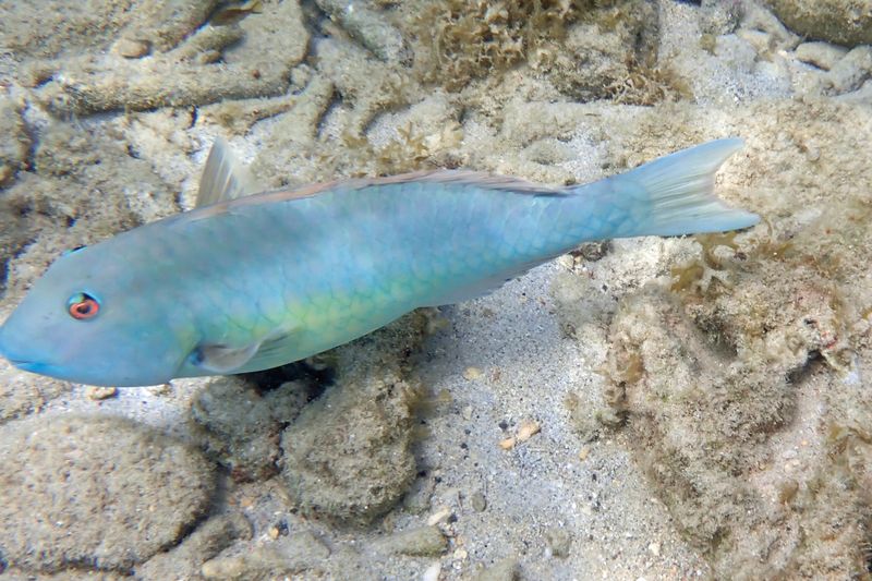 Yellowtail Parrotfish - Sparisoma rubripinne