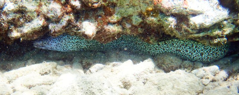 Spotted Moray - Gymnothorax moringa