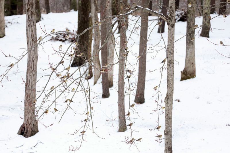 American Goldfinch - Spinus tristis