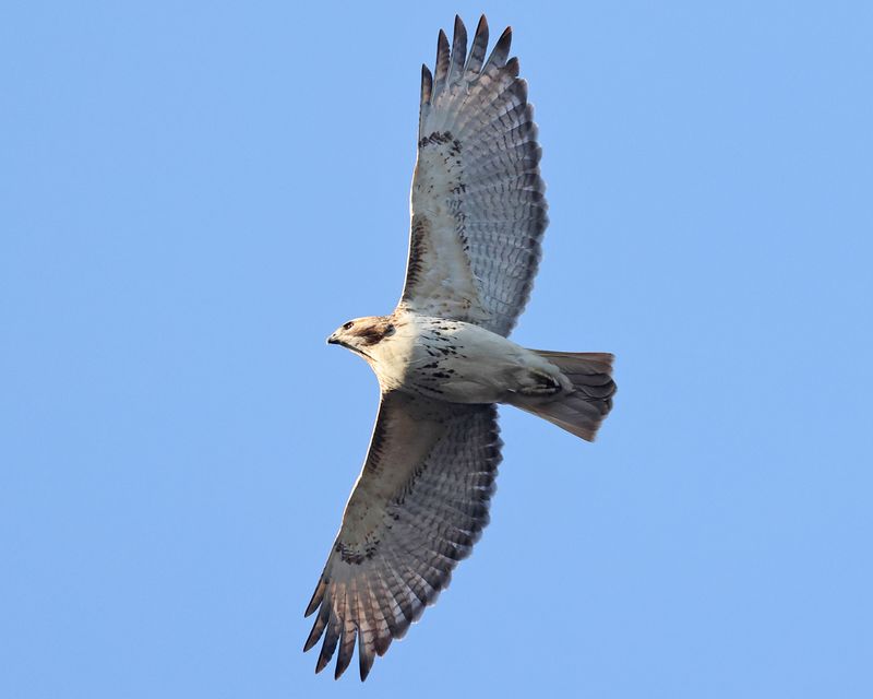 Red-tailed Hawk - Buteo jamaicensis