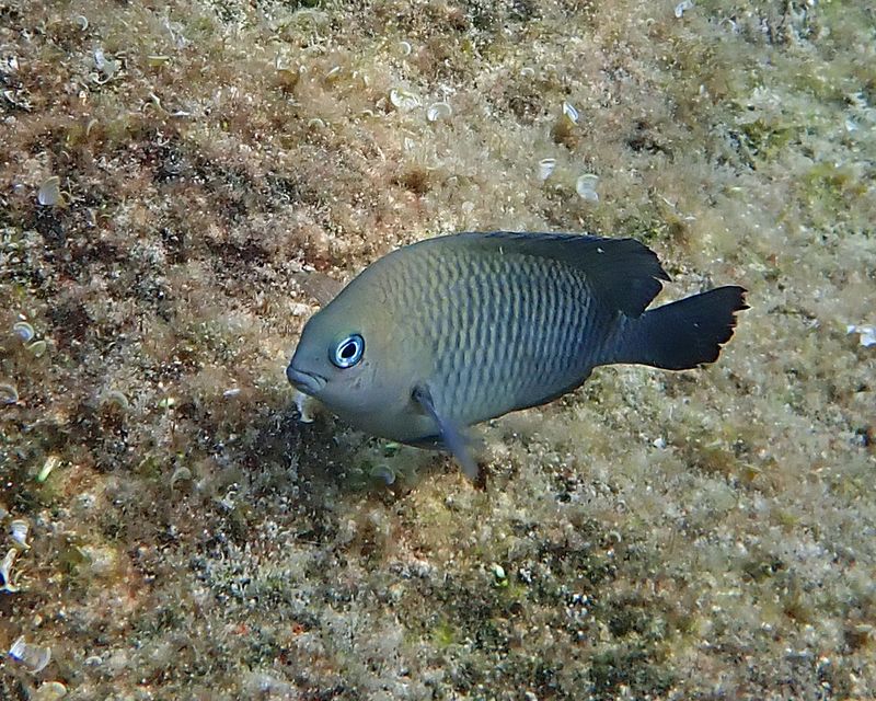 Dusky Damselfish - Stegastes adustus