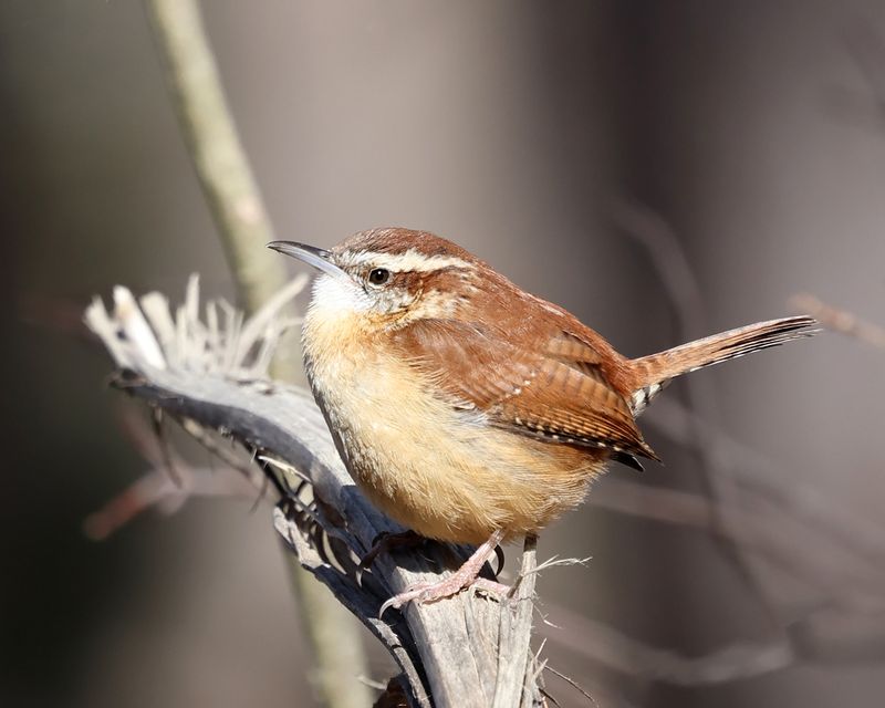 Carolina Wren - Thryothorus ludovicianus