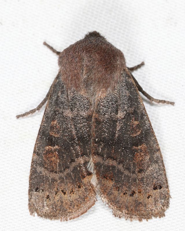 9881 - Goat Sallow - Homoglaea hircina