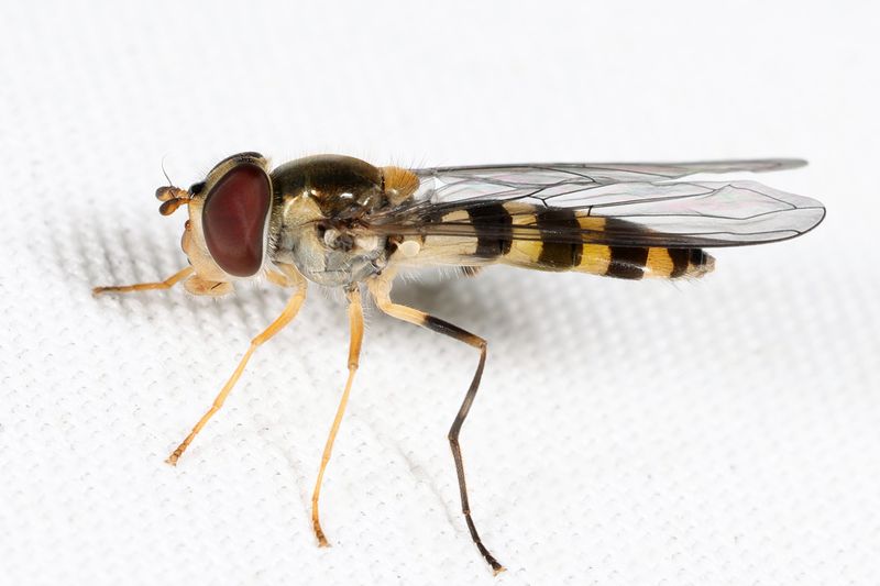  Banded Thintail - Meliscaeva cinctella