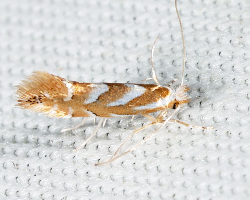 0734 -  Golden Elm Leafminer - Phyllonorycter argentinotella