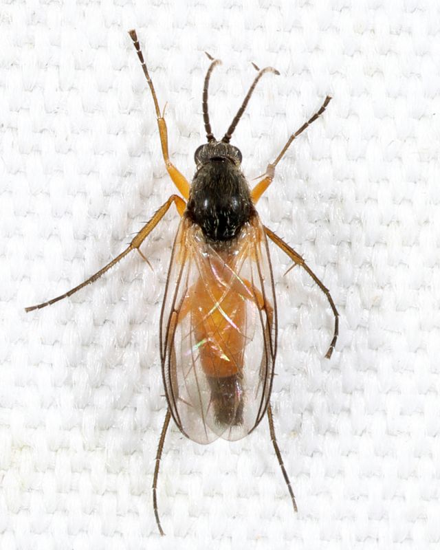 Docosia dichroa