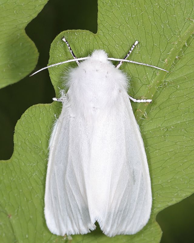 8140 - Fall Webworm Moth - Hyphantria cunea