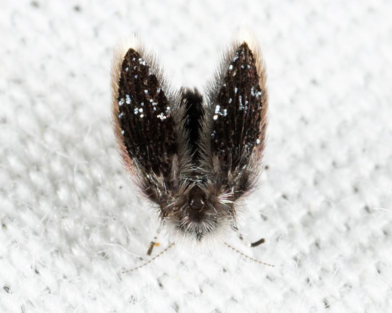 Setomima nitida