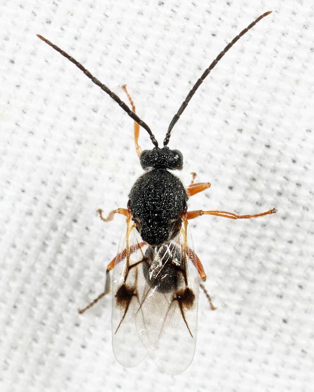 Amphibolips sp.
