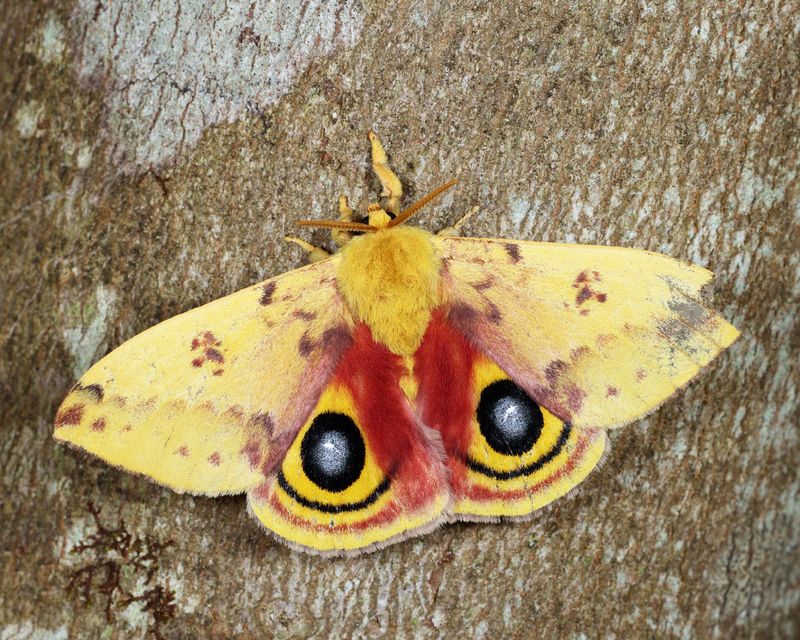 7746 - Io Moth - Automeris io