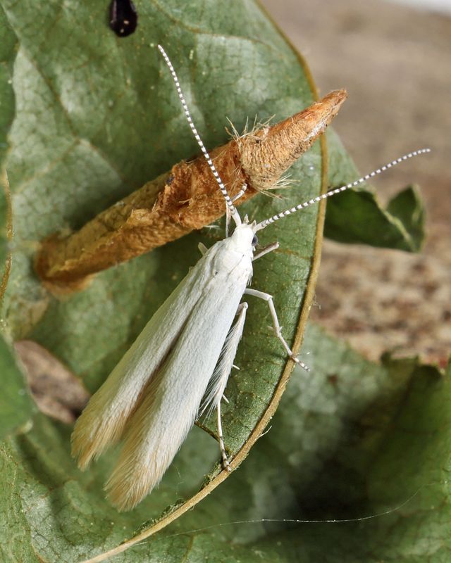 1272 -  Chestnut Casebearer Moth - Coleophora leucochrysella
