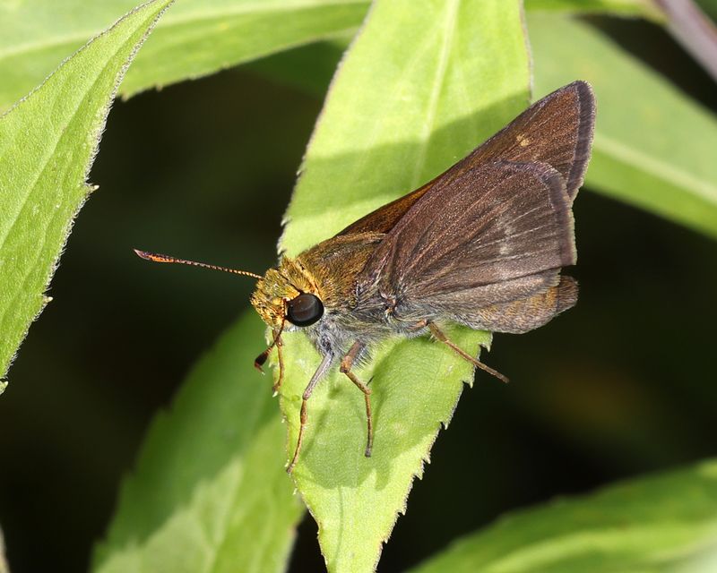 Dun Skipper - Euphyes vestris