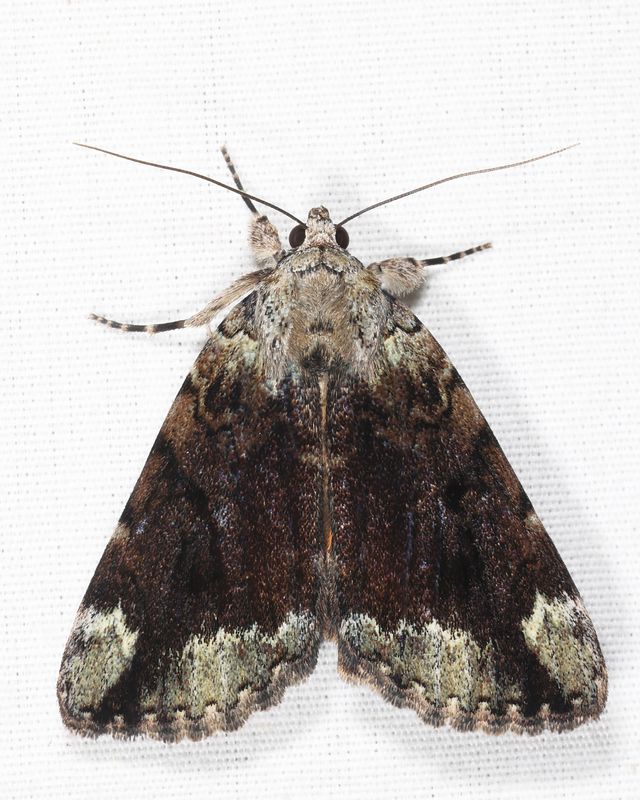 8876  Little Nymph Underwing  Catocala micronympha