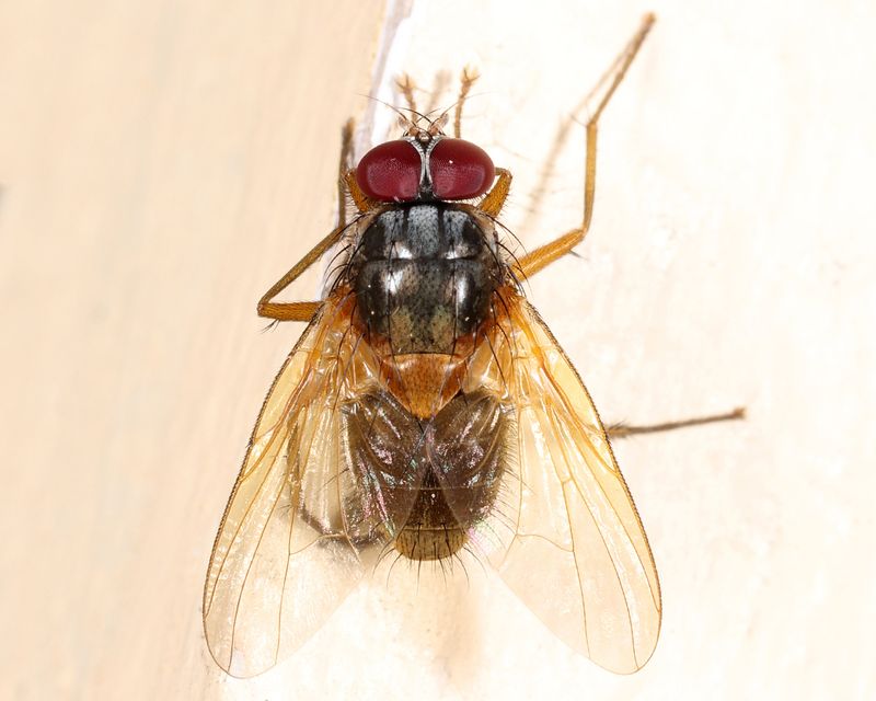 Mydaea impedita