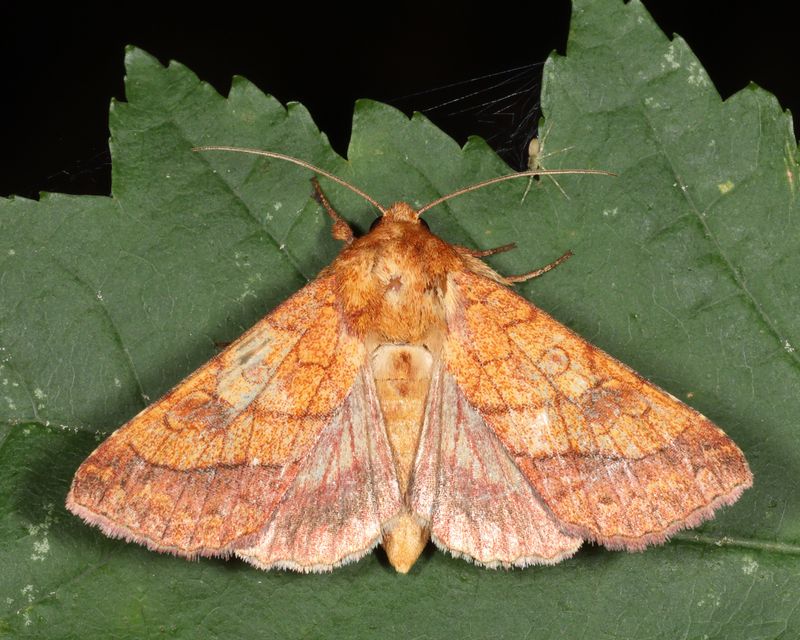 11063 -  Bordered Sallow - Pyrrhia cilisca