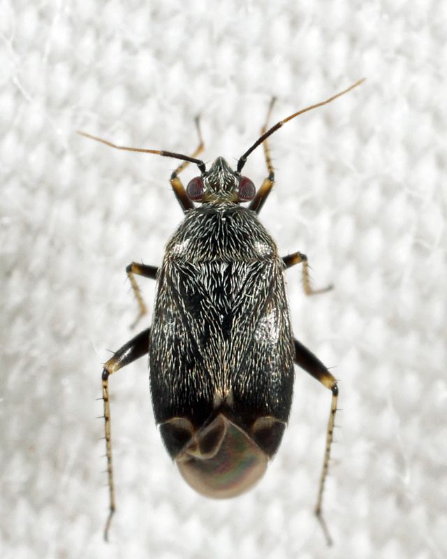 Plagiognathus nigronitens