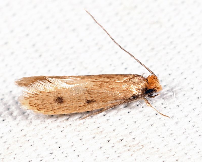 0405 -  Casemaking Clothes Moth - Tinea pellionella
