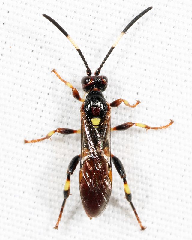 Cratichneumon vinnulus