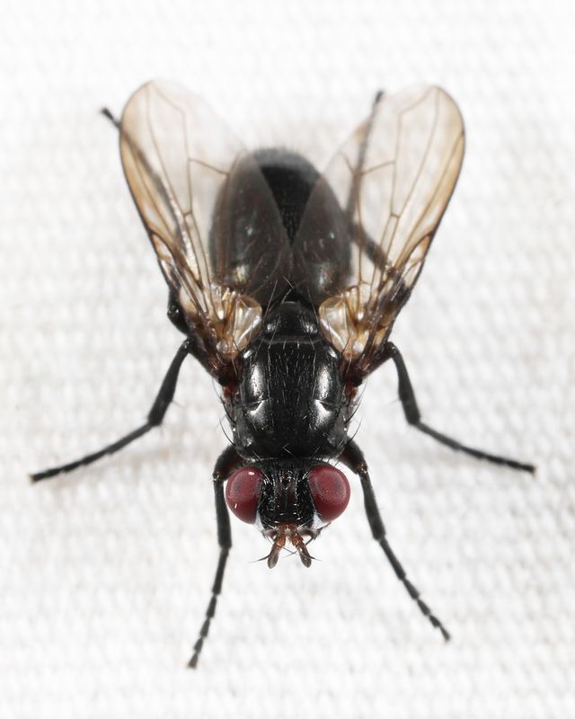 Eloceria nigra