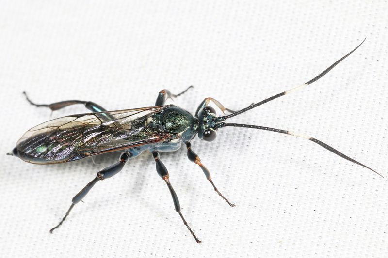Platylabus clarus