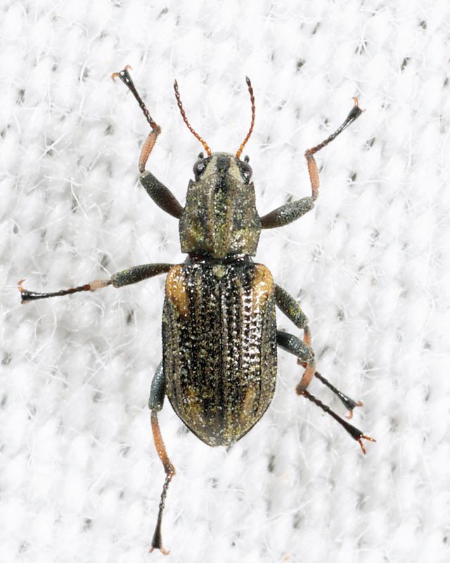 Stenelmis mirabilis