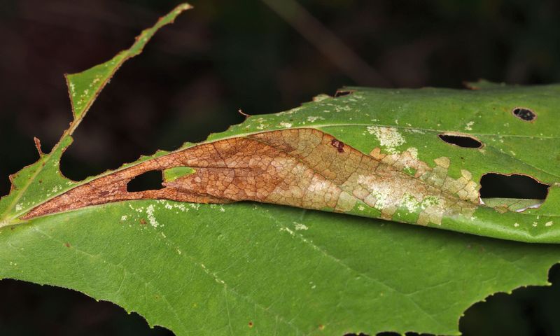 3370 - Sycamore Leaffolder Moth - Ancylis platanana
