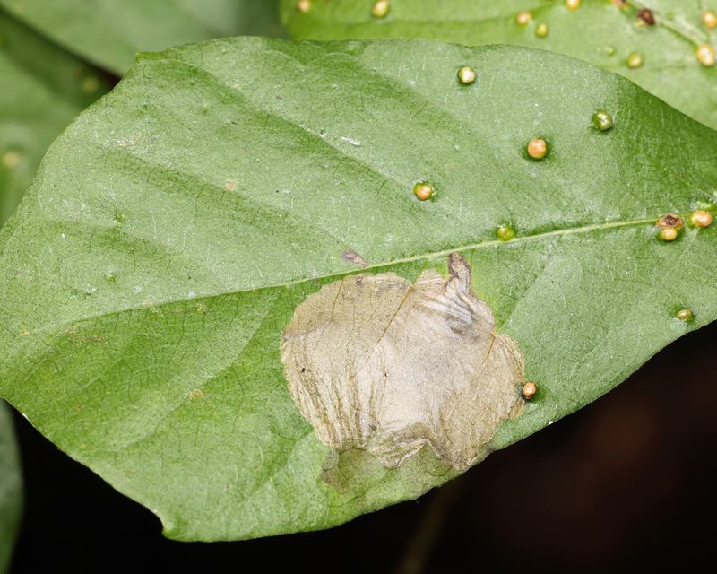 0234 - Tupelo Leafminer - Antispila nysaefoliella