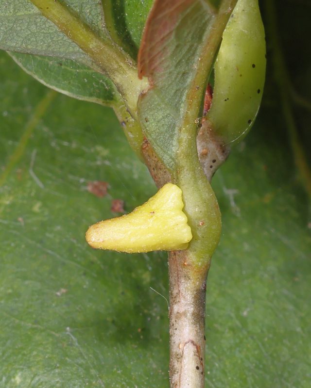 Zopheroteras cuneatum