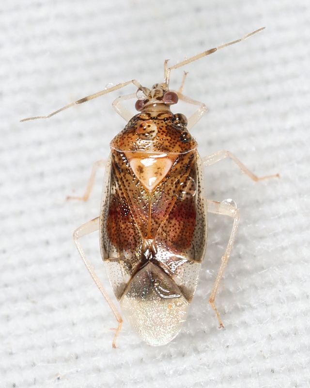 Deraeocoris nitenatus