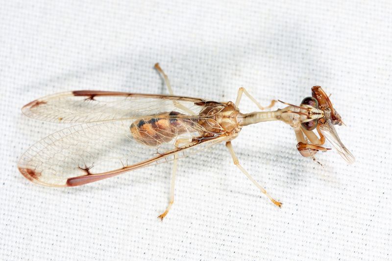  Four-spotted Mantidfly - Dicromantispa interrupta)