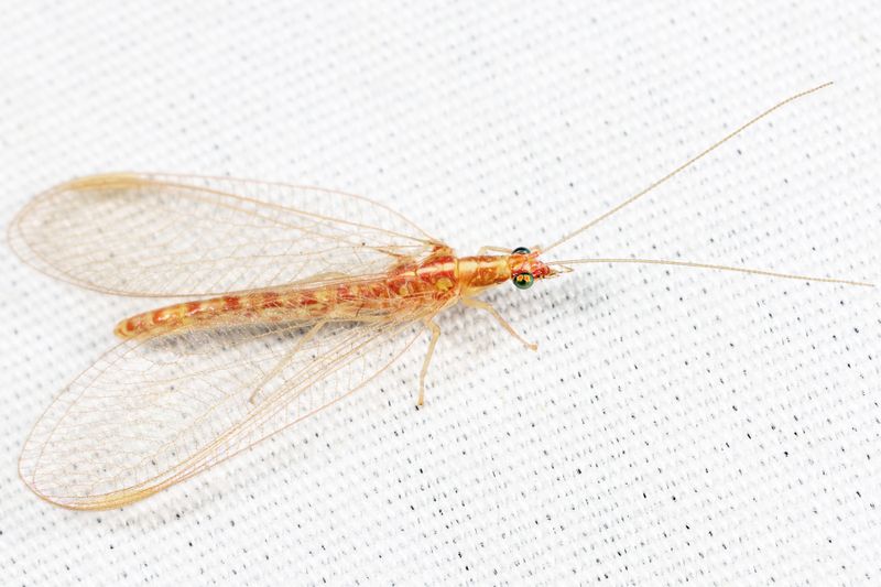 Weeping Green Lacewing - Chrysoperla plorabunda