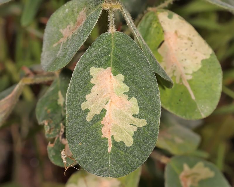 0653 - Parectopa lespedezaefoliella