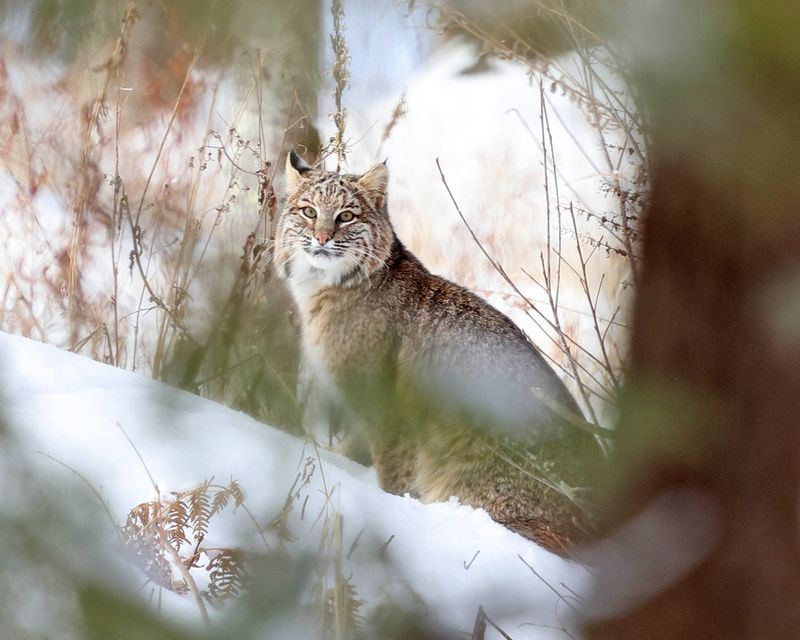 Bobcat - Lynx rufus