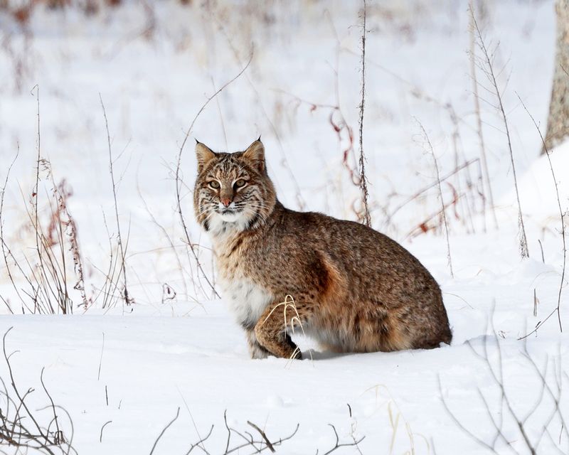 Bobcat - Lynx rufus