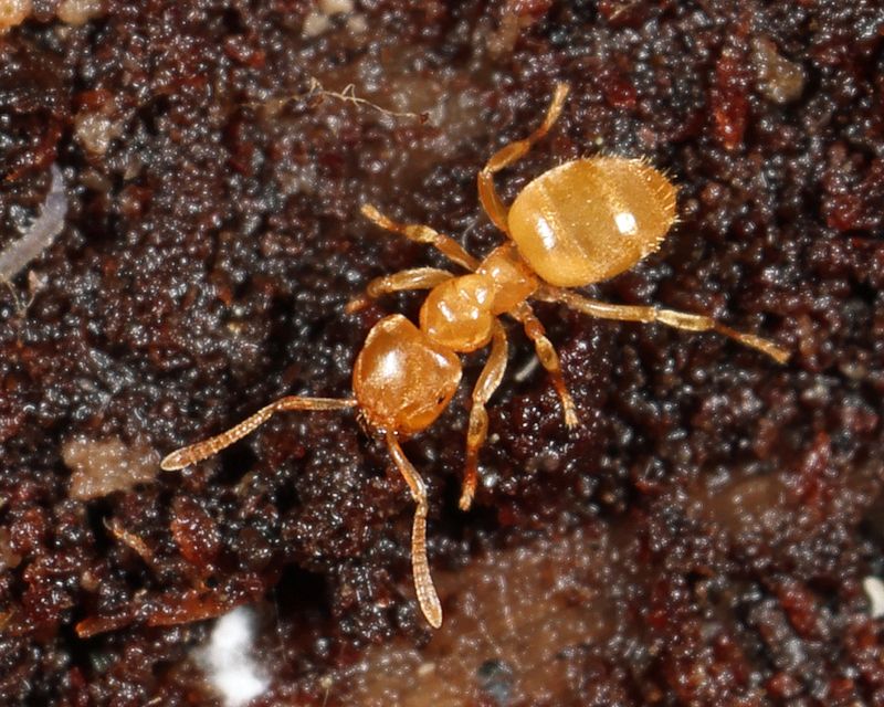 Short-horned Meadow Ant - Lasius brevicornis