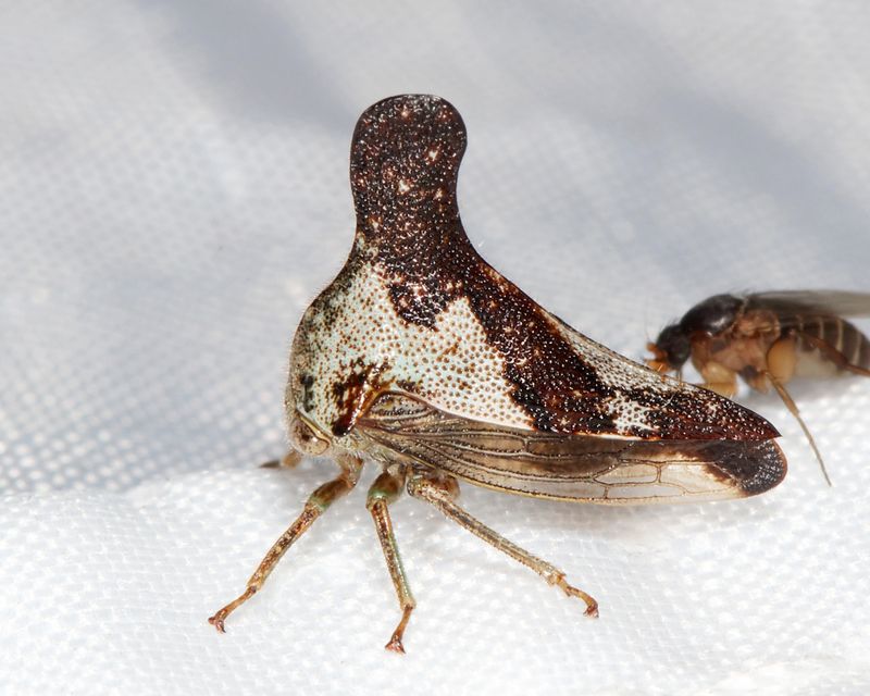 Quince Treehopper - Glossonotus crataegi