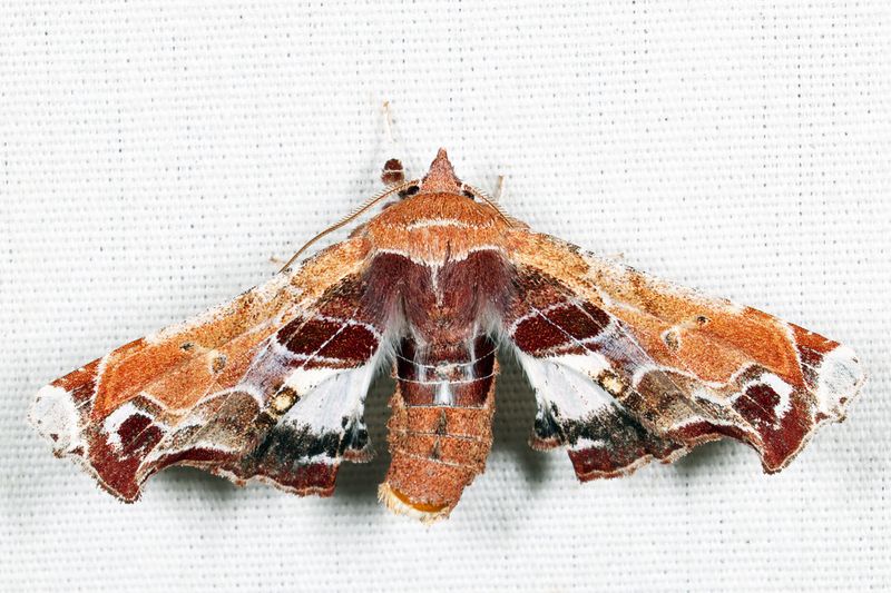 8968 - Beautiful Eutelia - Eutelia pulcherrimus