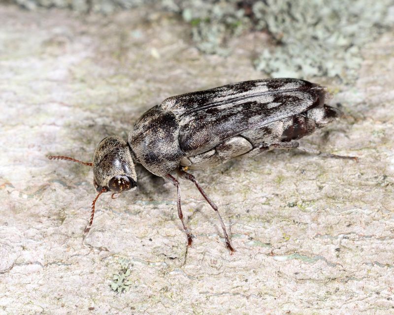 Yakuhananomia bidentata