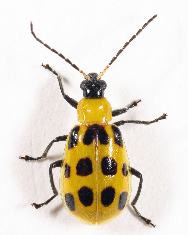 Spotted Cucumber Beetle - Diabrotica undecimpunctata